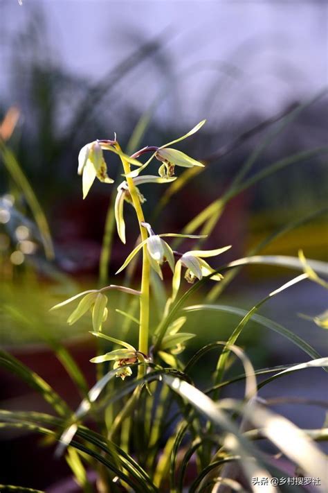 蘭花材料|新手如何種植蘭花？從配製植料開始，一小時就能學會。